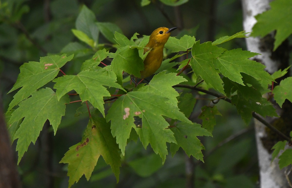 Prothonotary Warbler - ML619264820