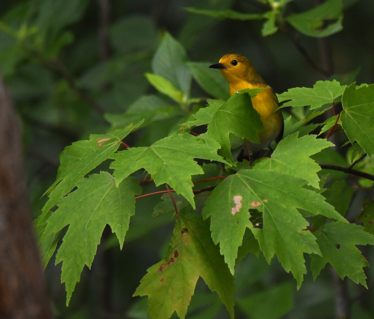 Prothonotary Warbler - ML619264842