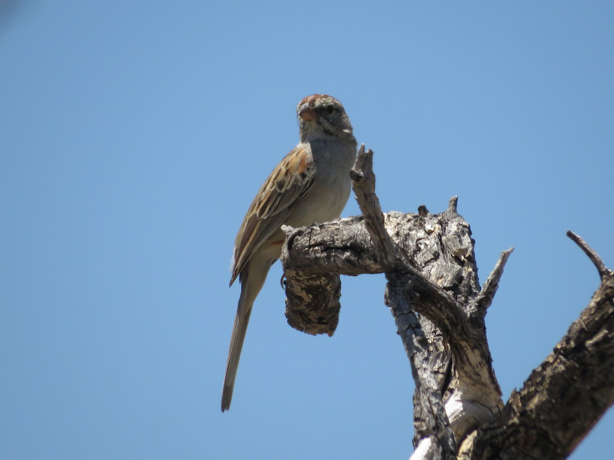 Rufous-winged Sparrow - ML619264864