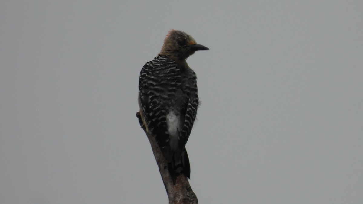 Red-crowned Woodpecker - ML619265004