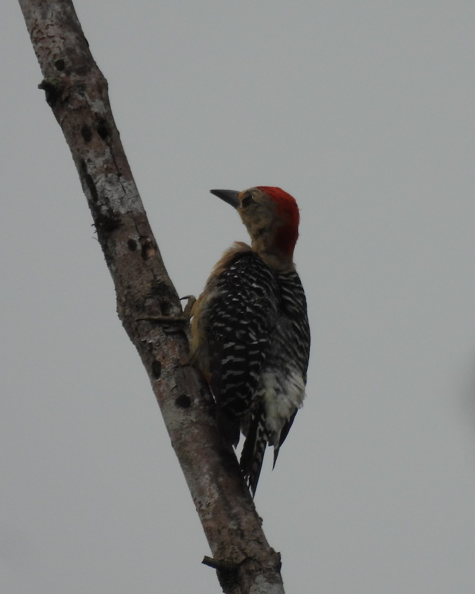Red-crowned Woodpecker - ML619265005