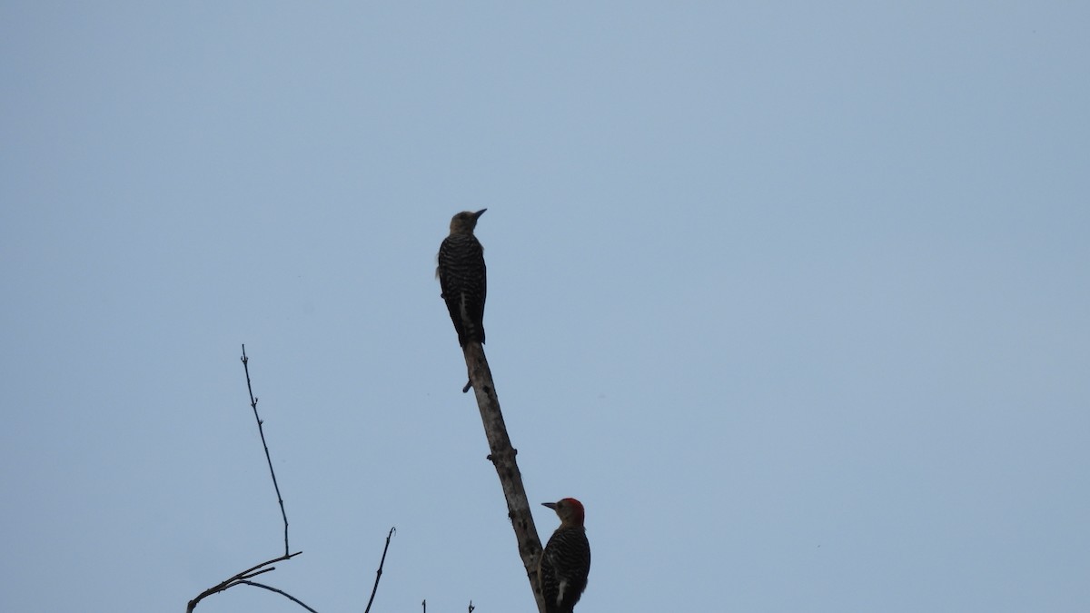 Red-crowned Woodpecker - ML619265006