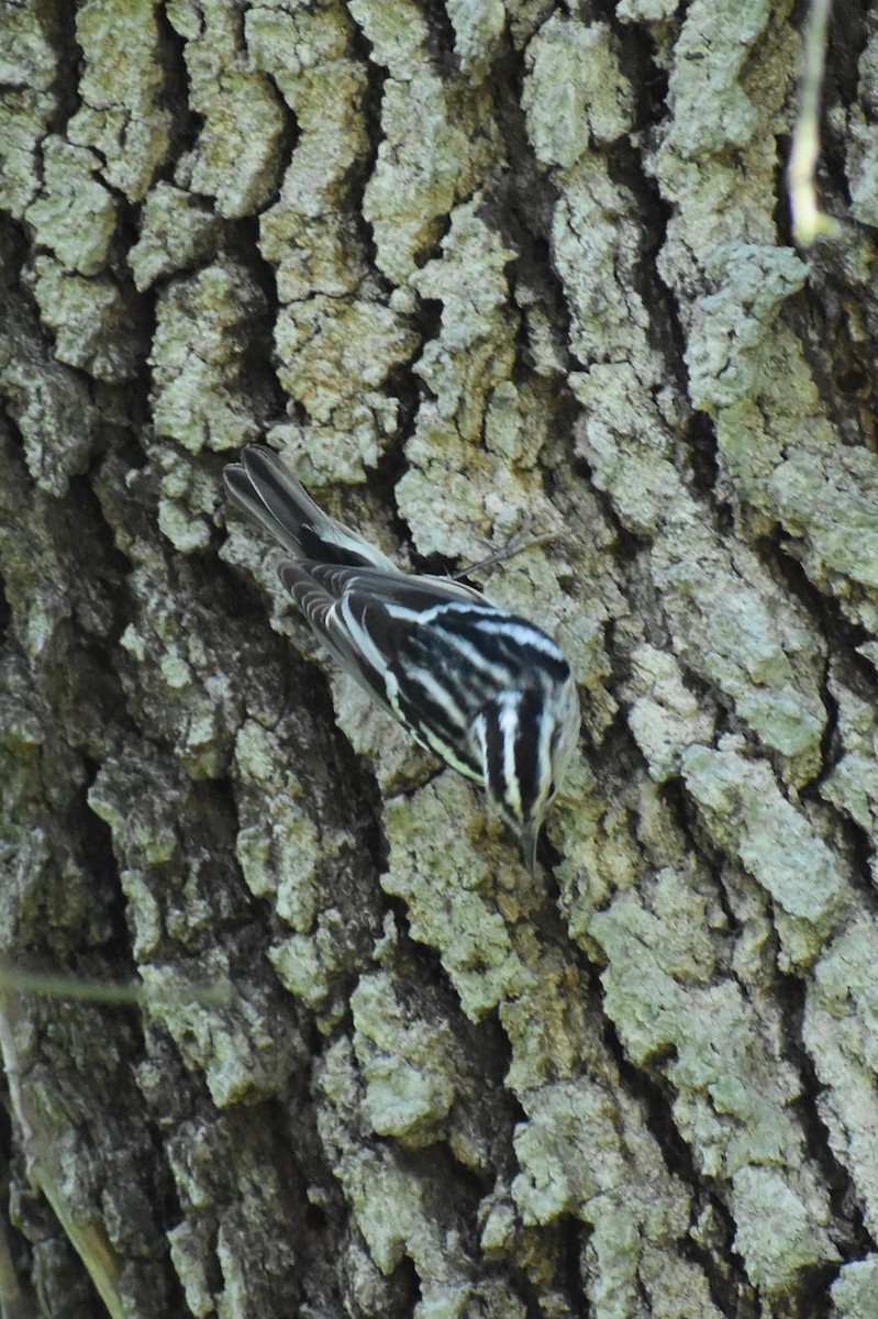 Black-and-white Warbler - ML619265027