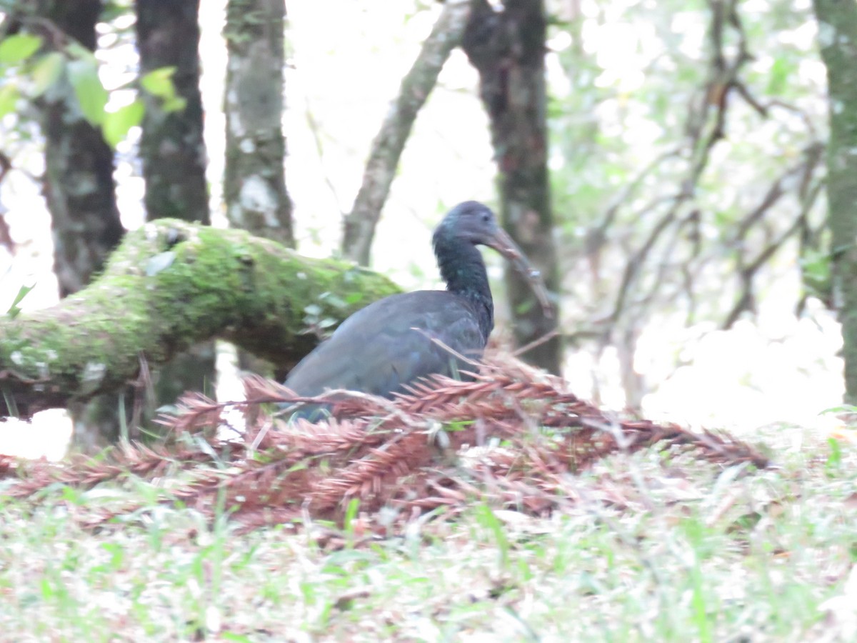 ibis zelený - ML619265041
