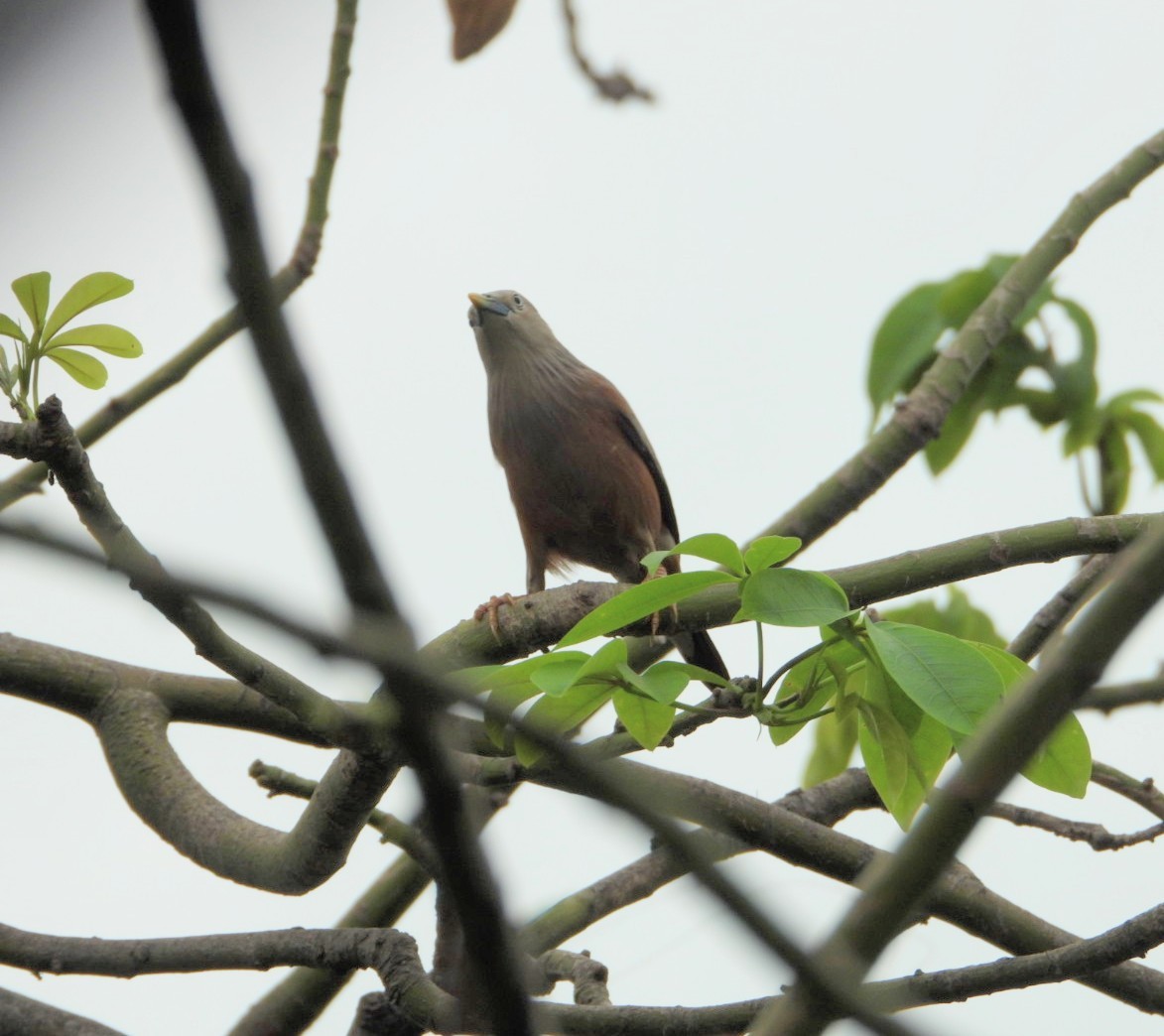 Chestnut-tailed Starling - ML619265047
