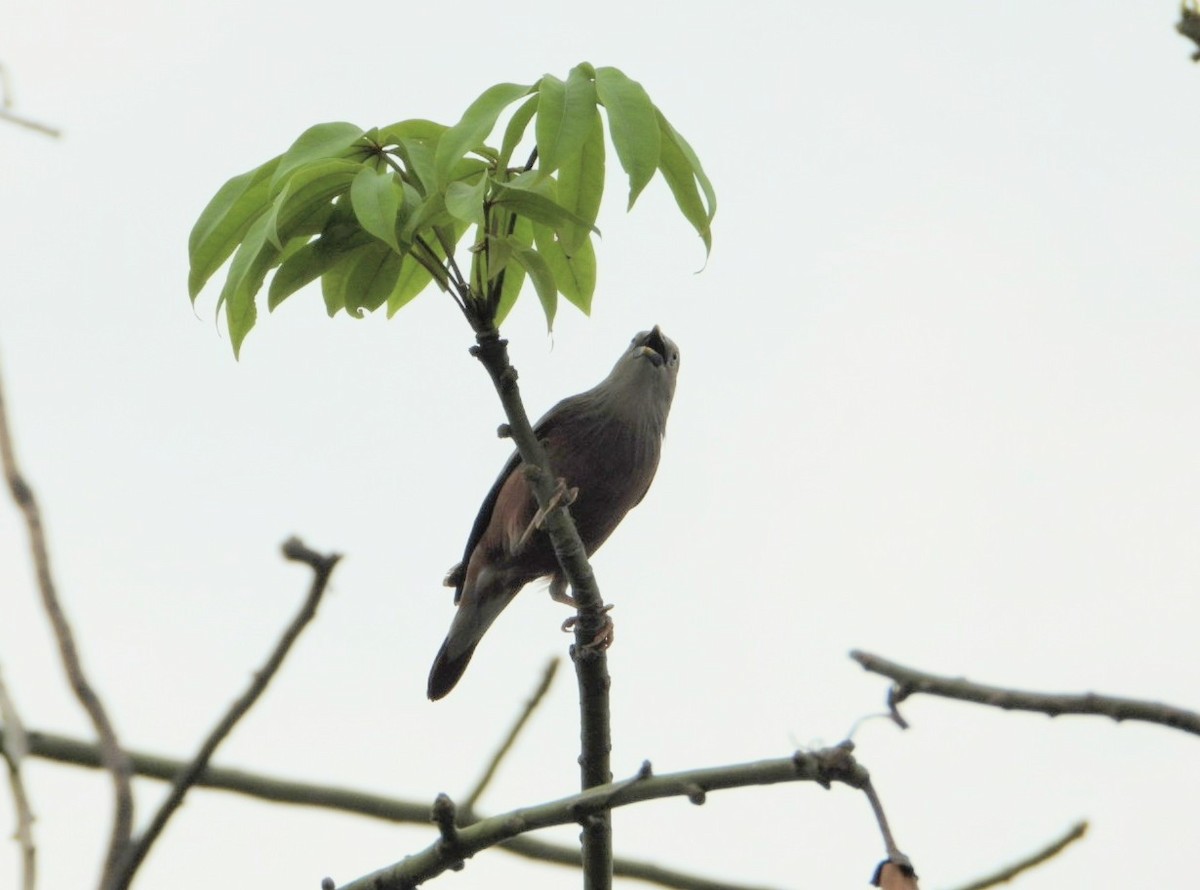 Chestnut-tailed Starling - ML619265048