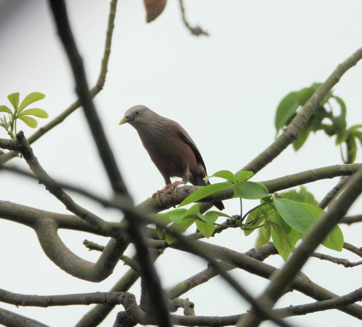 Chestnut-tailed Starling - ML619265049