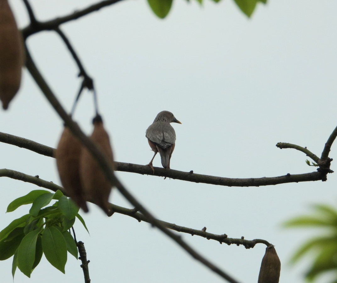 Chestnut-tailed Starling - ML619265050