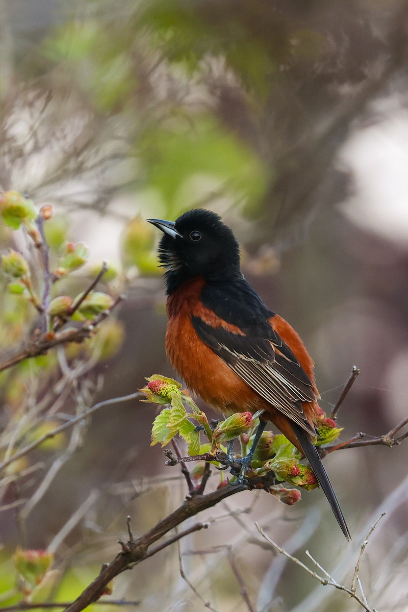Orchard Oriole - ML619265055