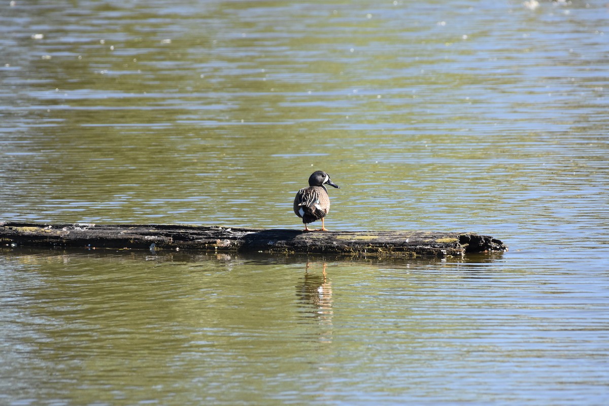 Blue-winged Teal - ML619265058