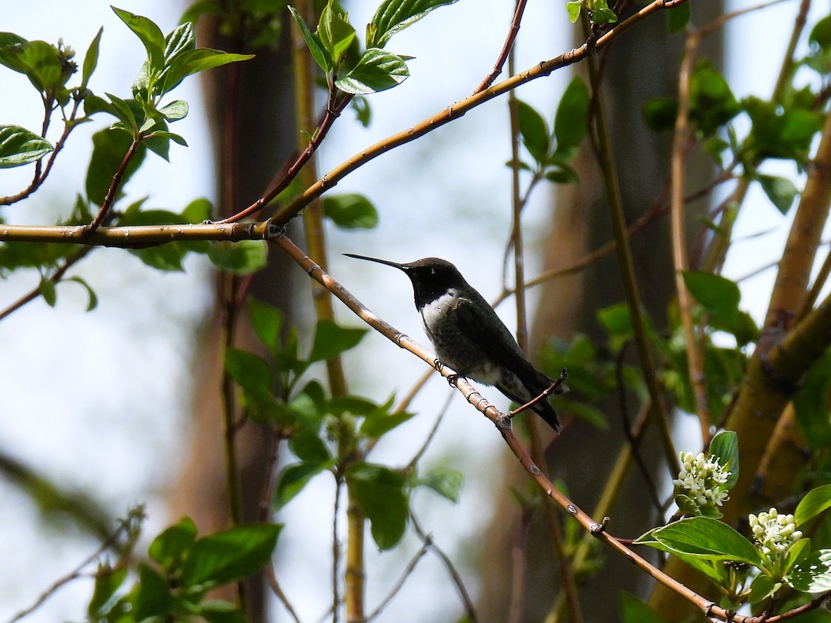 Black-chinned Hummingbird - ML619265071