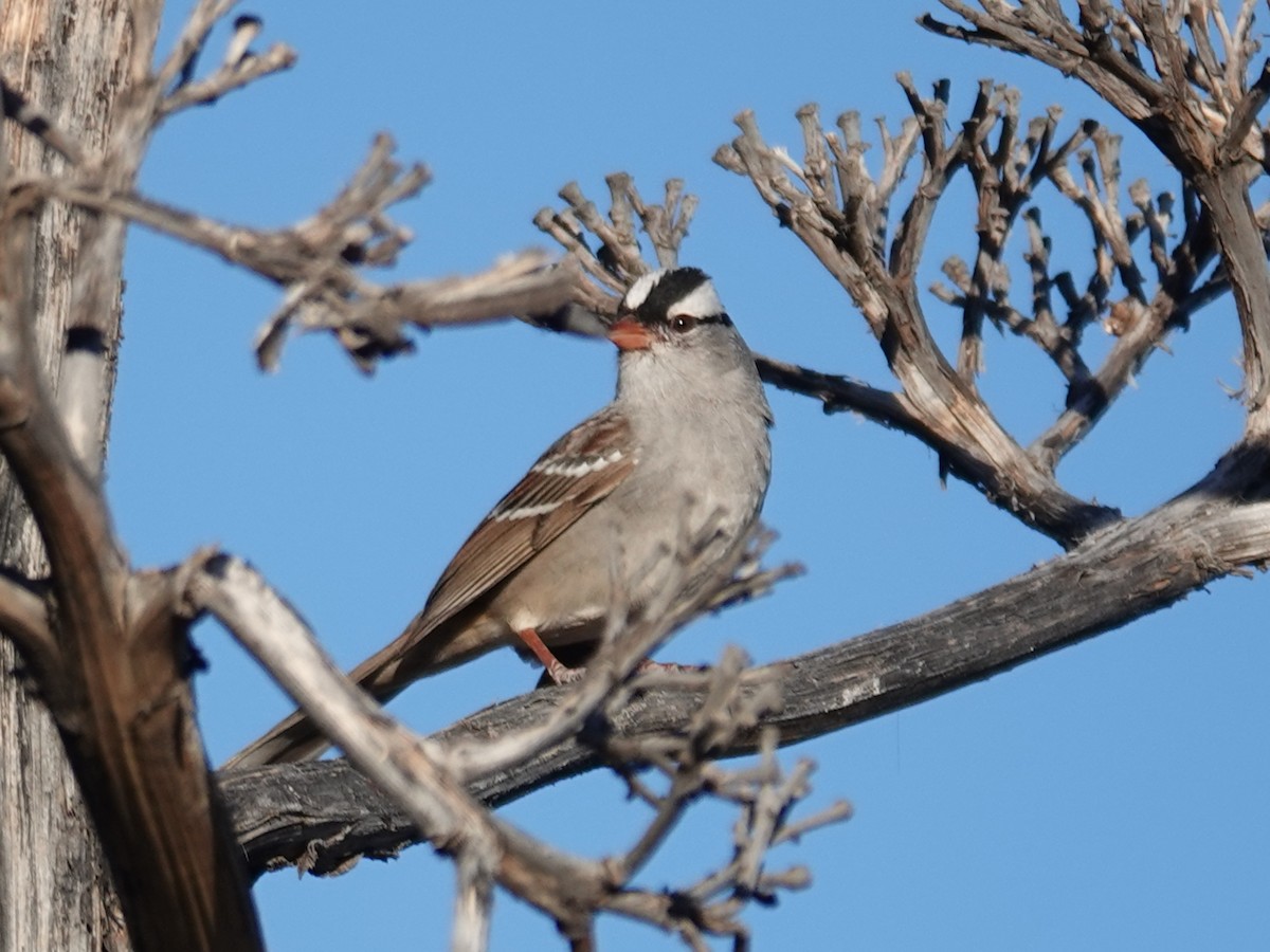 White-crowned Sparrow - ML619265077