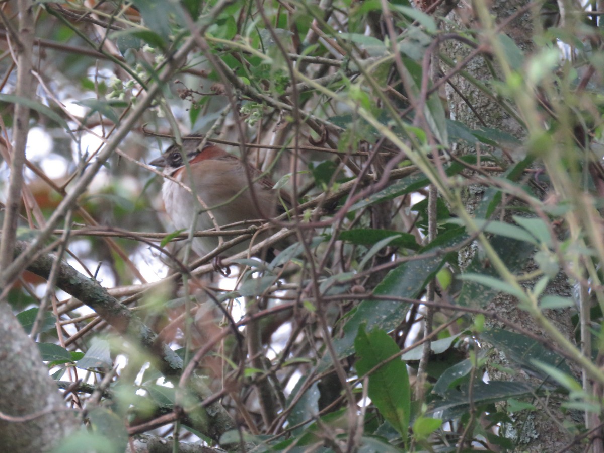 Rufous-collared Sparrow - ML619265098