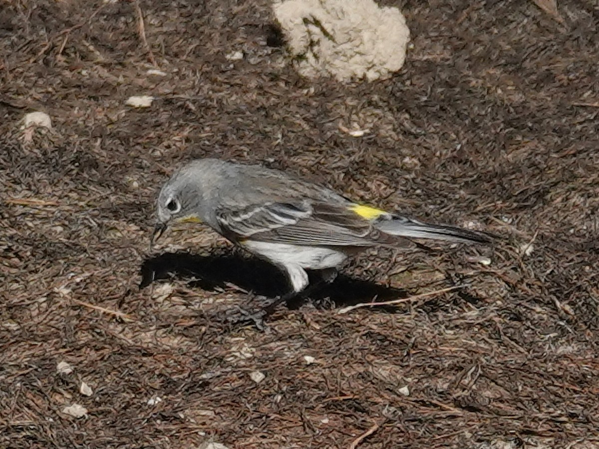 Paruline à croupion jaune (auduboni) - ML619265146