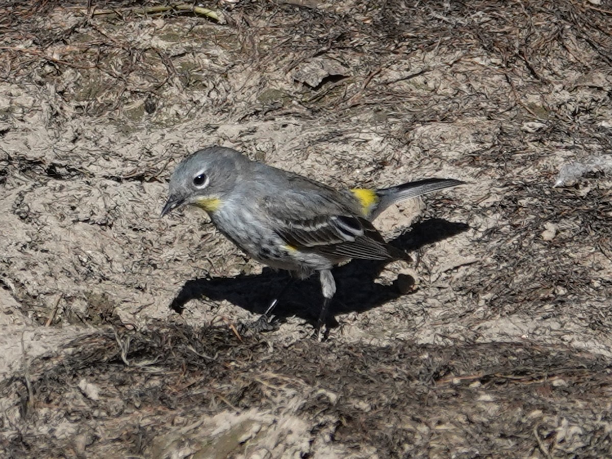 Yellow-rumped Warbler (Audubon's) - ML619265147