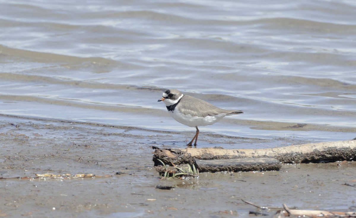 Semipalmated Plover - ML619265165