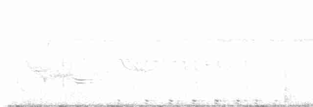 אנפית-גמדית אמריקנית - ML619265182