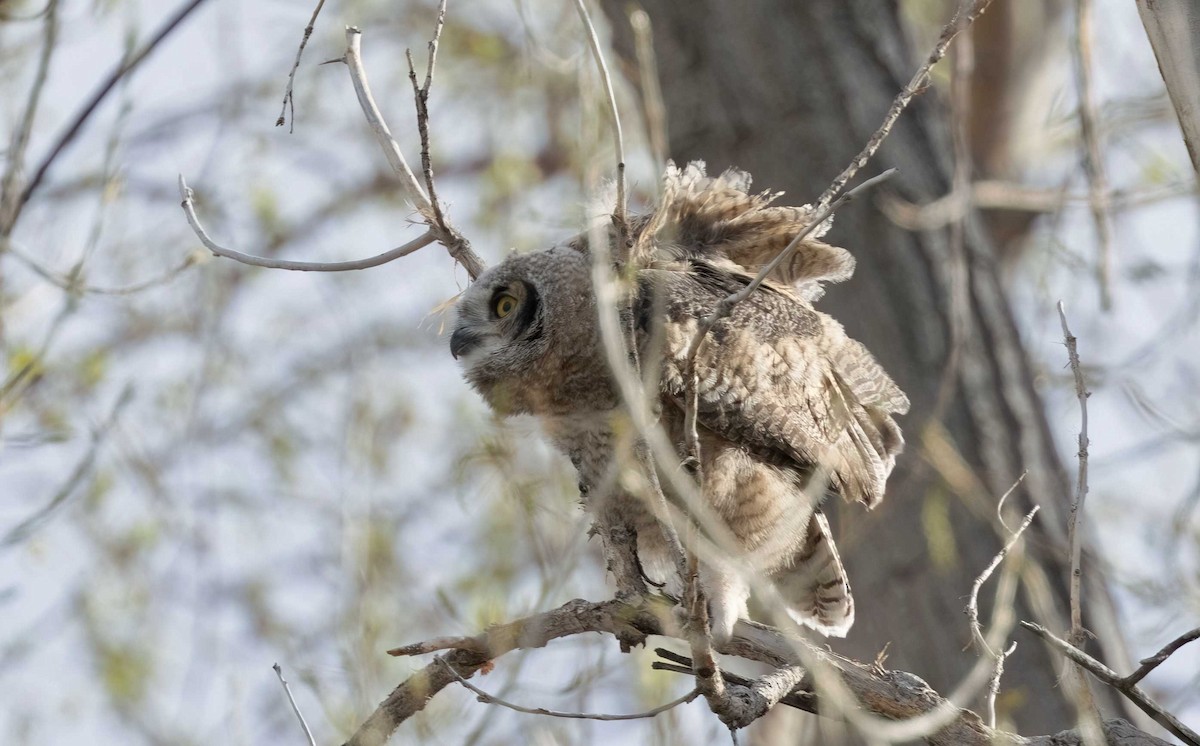 Great Horned Owl - ML619265183