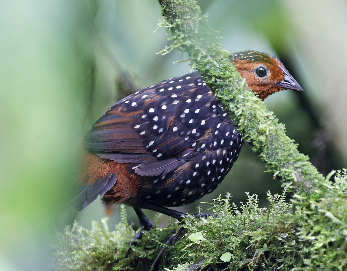 Ocellated Tapaculo - ML619265201