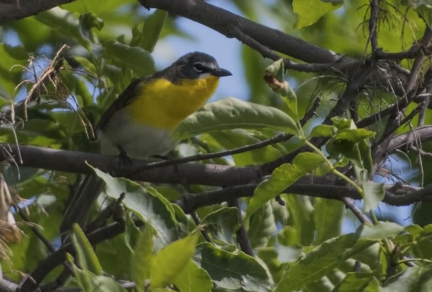 Yellow-breasted Chat - ML61926521