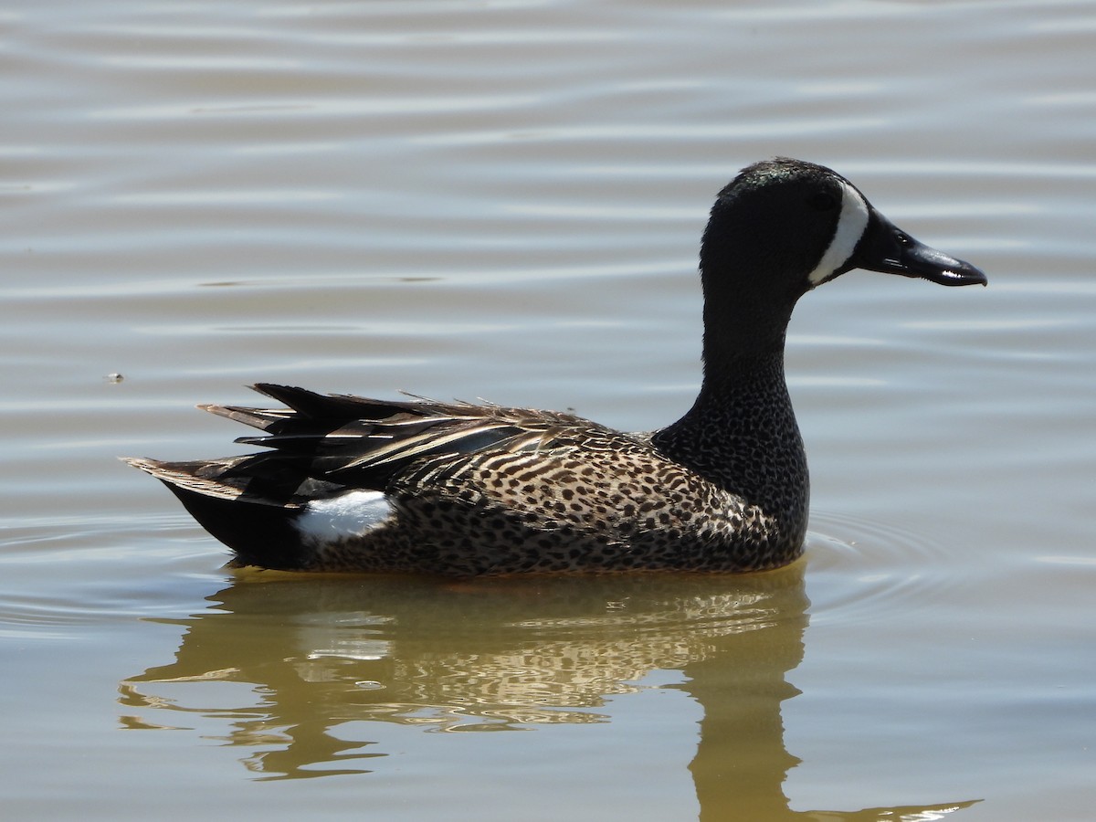 Blue-winged Teal - ML619265294