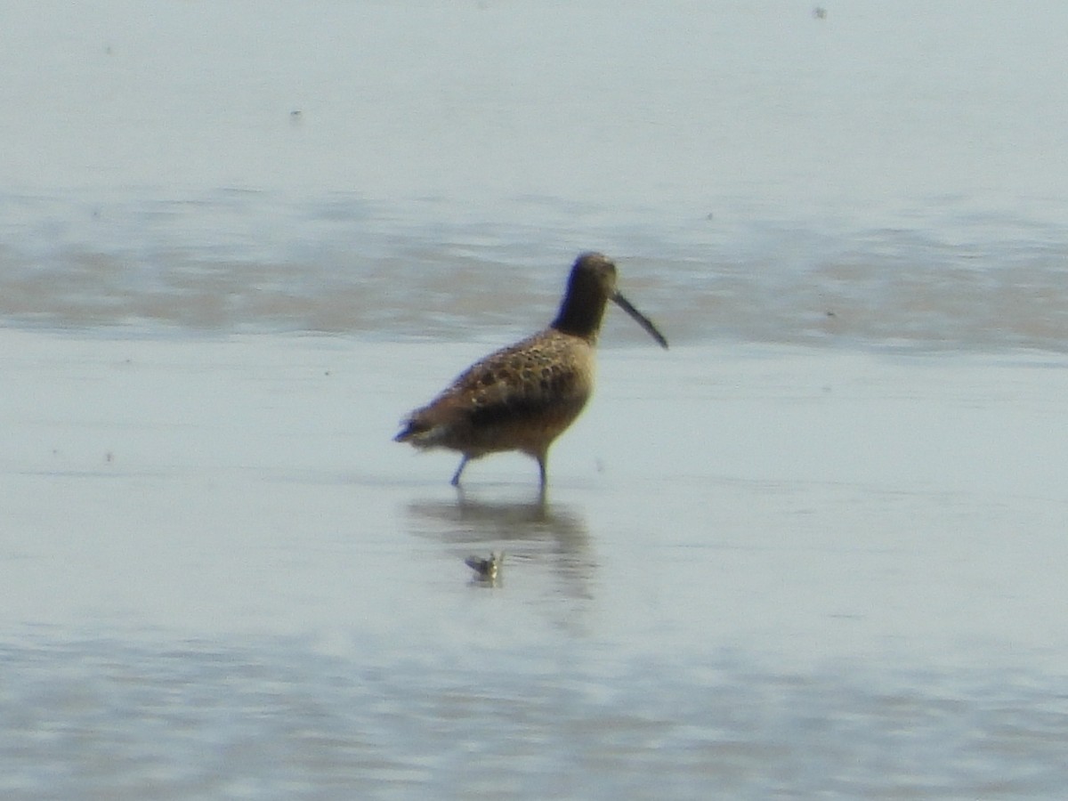 Long-billed Dowitcher - ML619265347