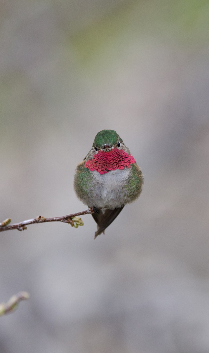 Broad-tailed Hummingbird - ML619265352