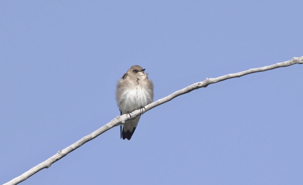 Northern Rough-winged Swallow - ML619265353