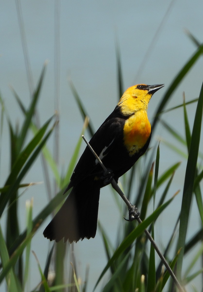 Yellow-headed Blackbird - ML619265428
