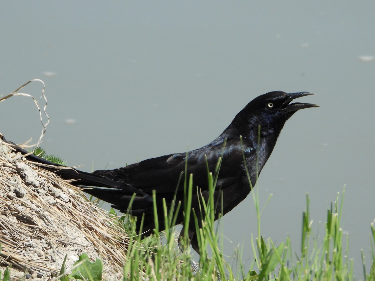 Great-tailed Grackle - ML619265442