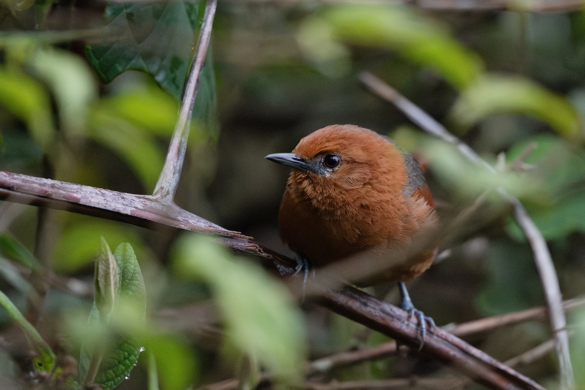 Rusty-headed Spinetail - ML619265452