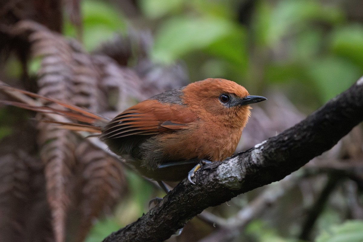 Rusty-headed Spinetail - ML619265453