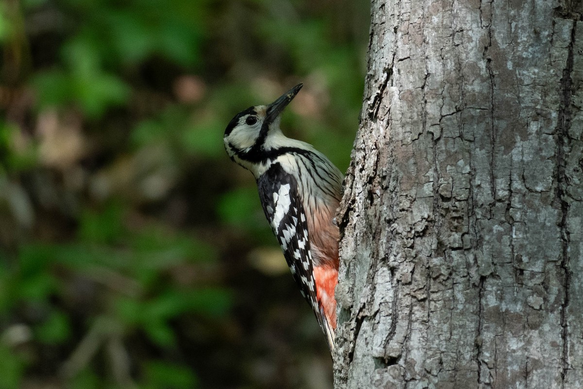 White-backed Woodpecker - ML619265471