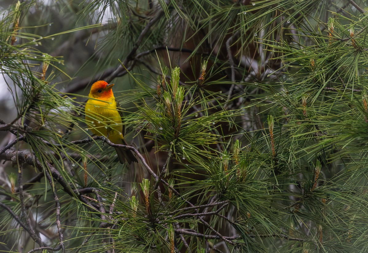 Western Tanager - ML619265497