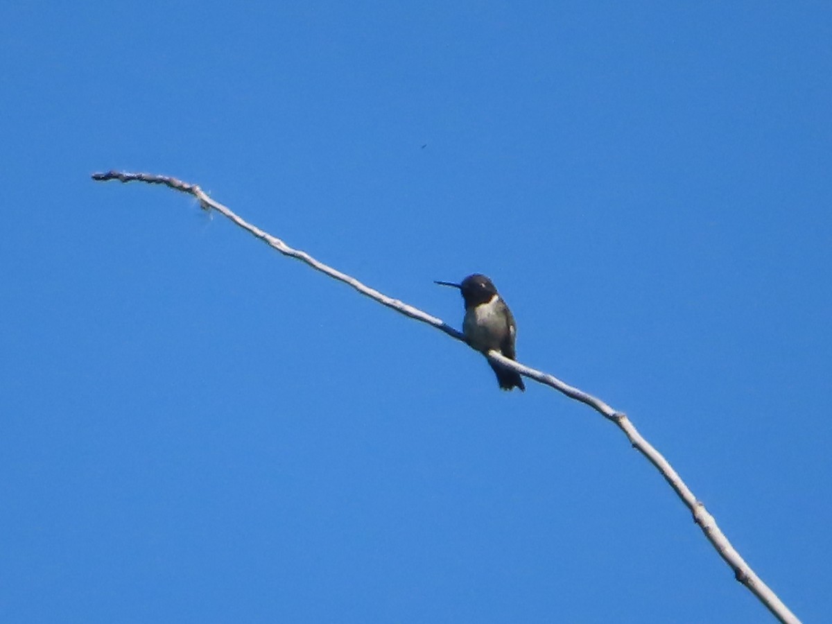 Black-chinned Hummingbird - ML619265511