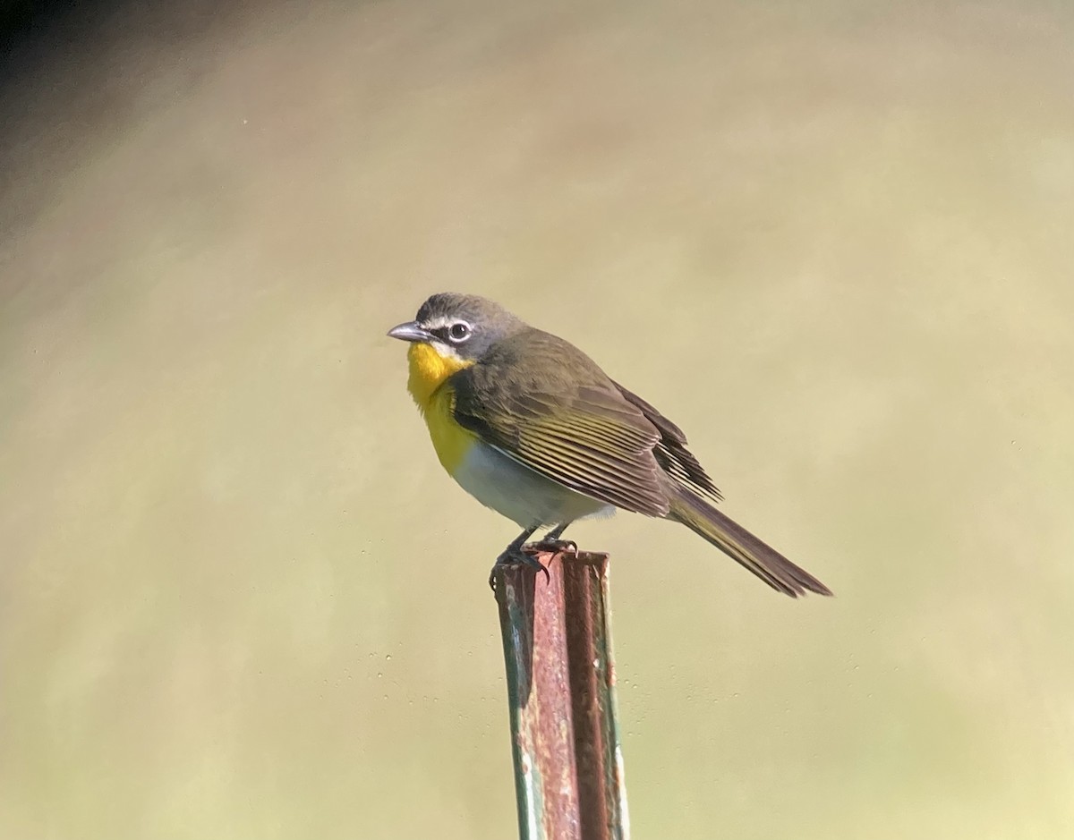 Yellow-breasted Chat - ML619265556