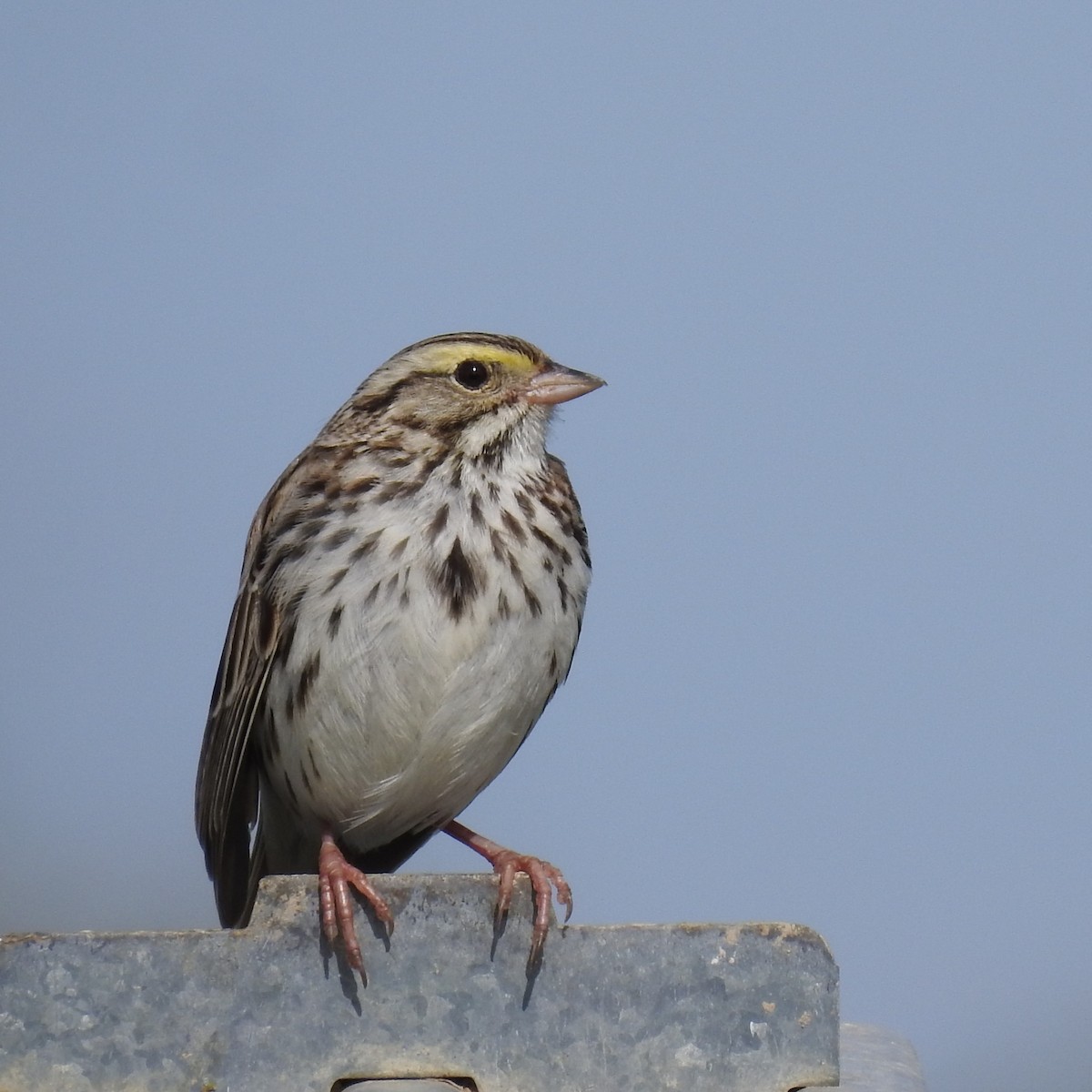 Savannah Sparrow - ML619265574