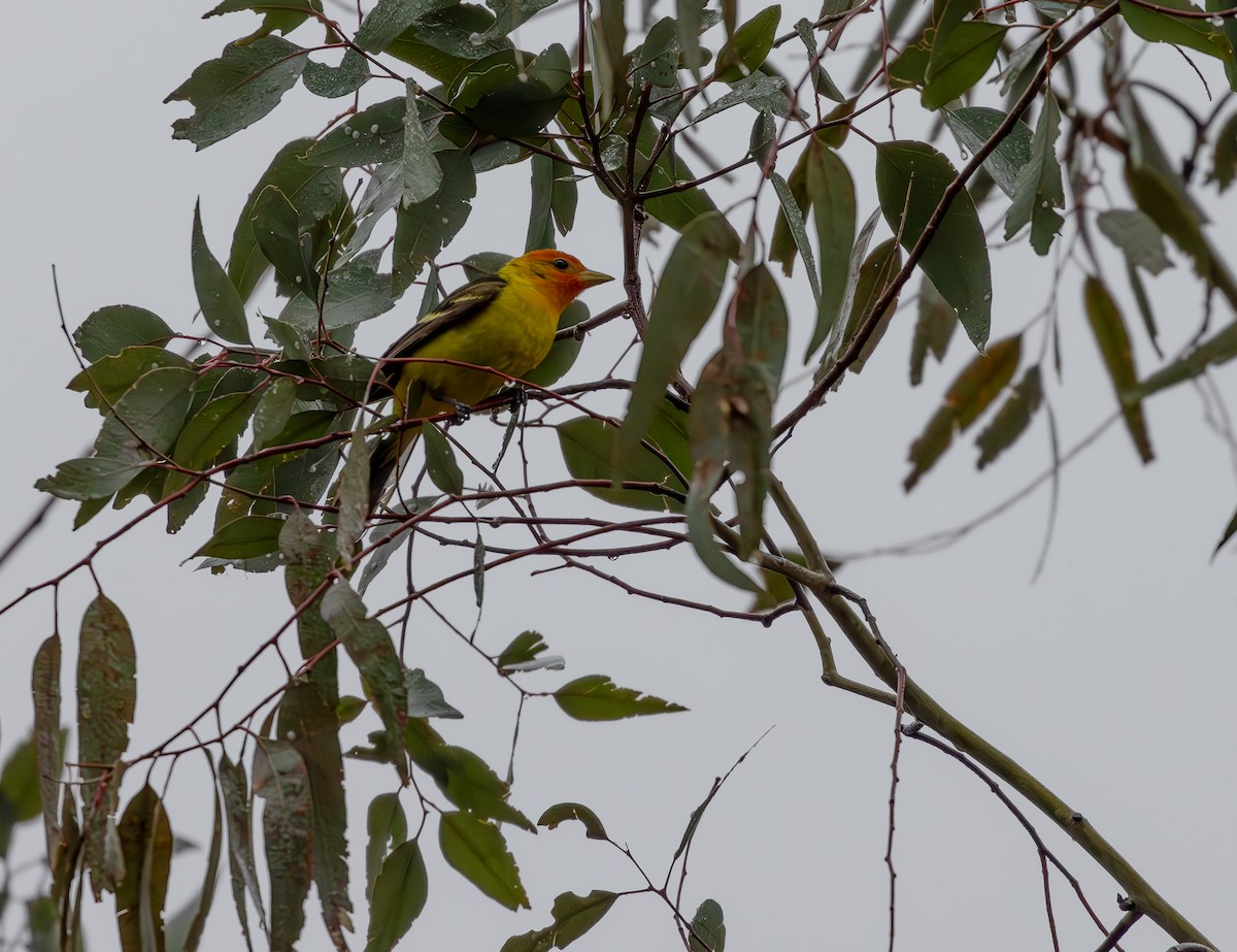 Western Tanager - ML619265576