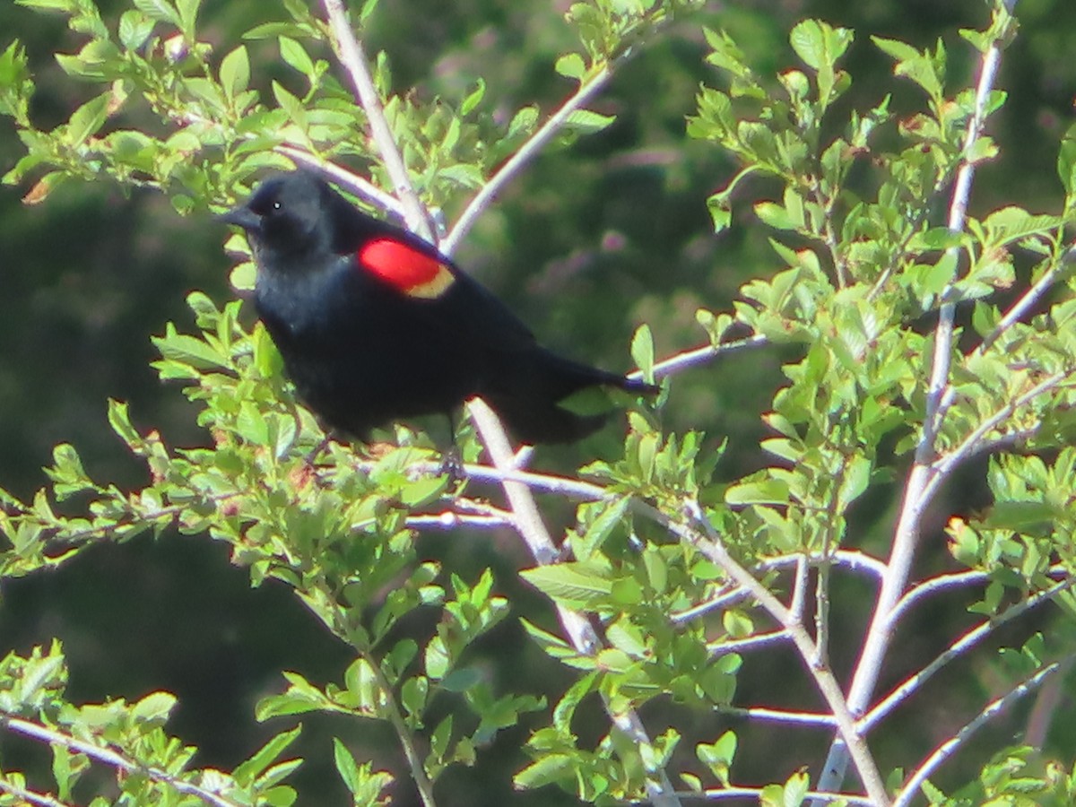 Red-winged Blackbird - ML619265577