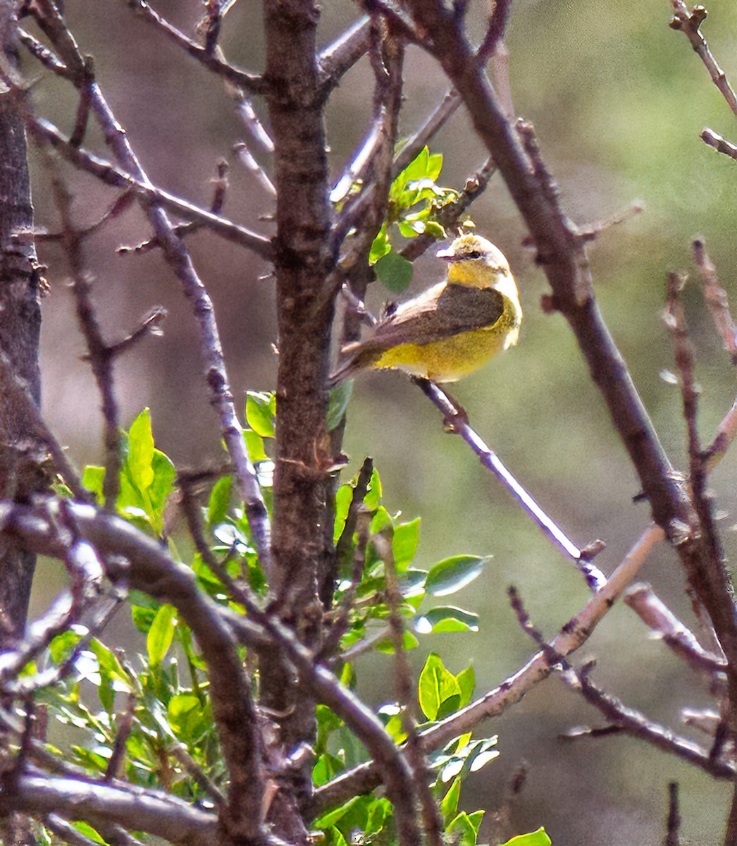 Orange-crowned Warbler - ML619265587