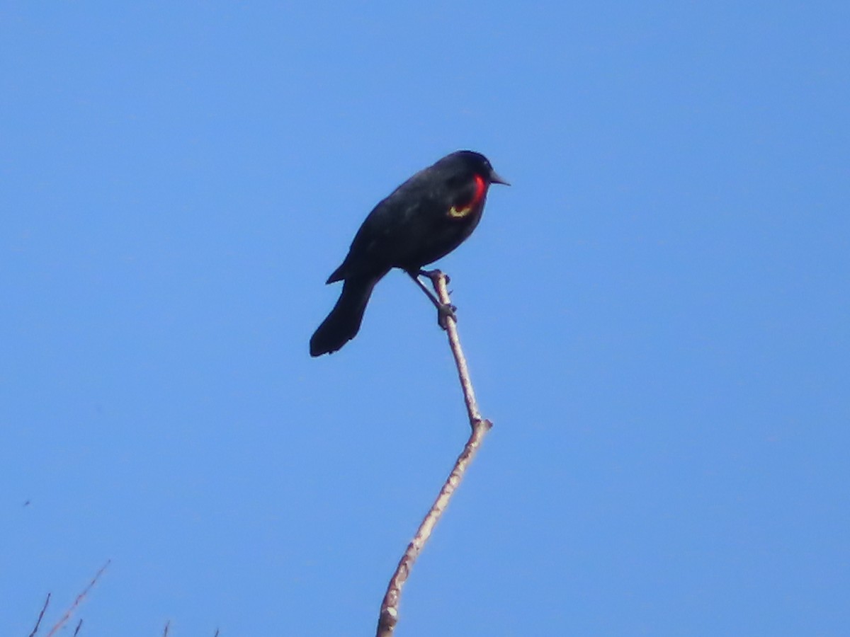 Red-winged Blackbird - ML619265608
