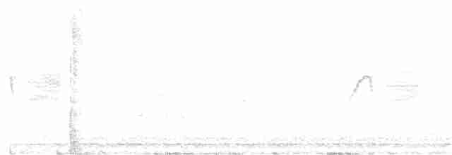 Светлобрюхий фиби - ML619265615