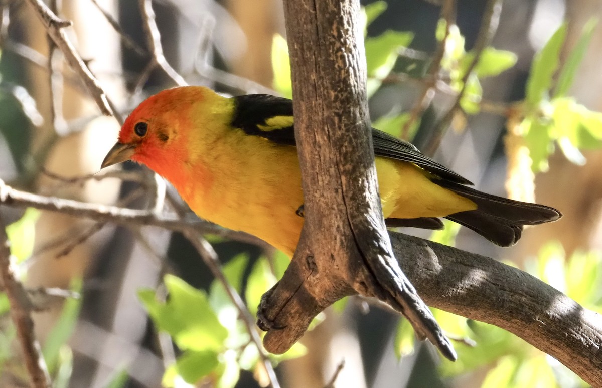 Western Tanager - ML619265650