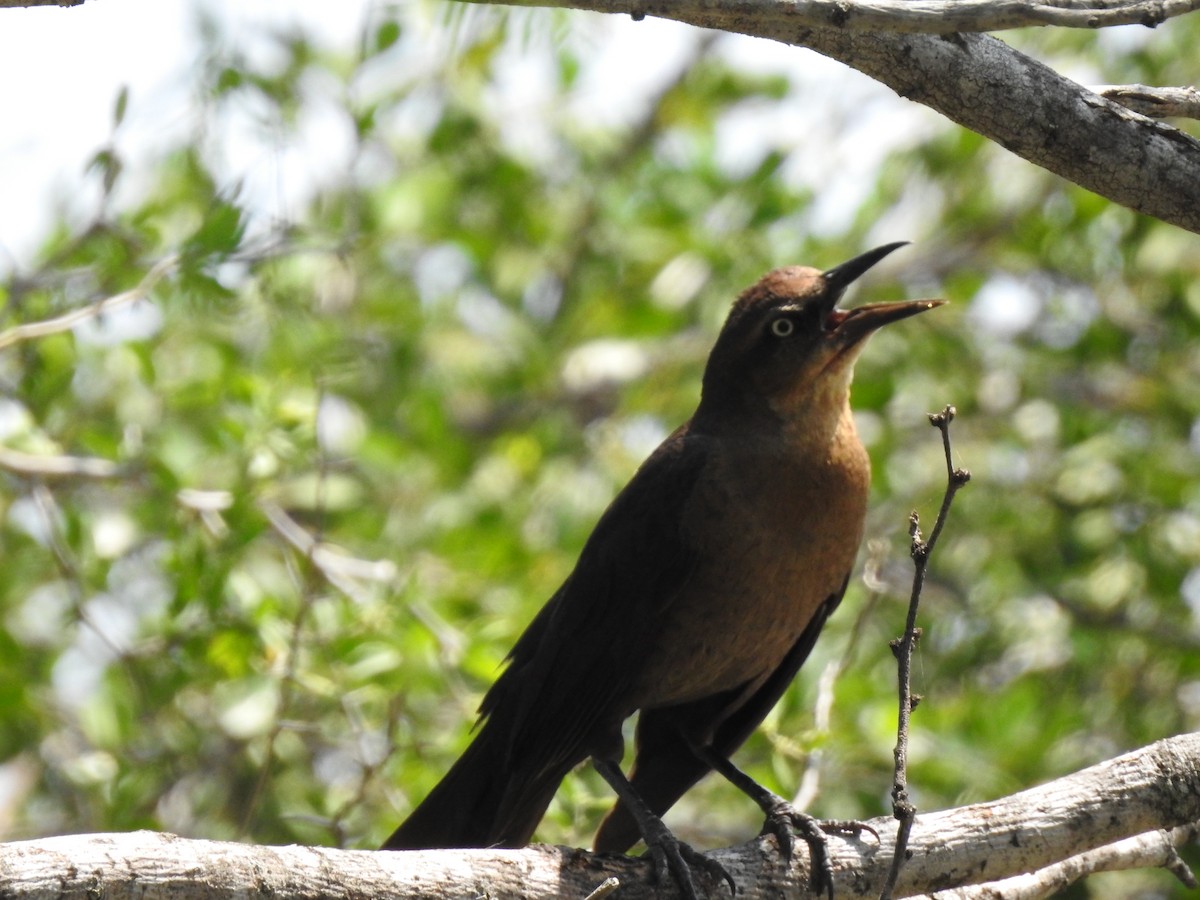 Great-tailed Grackle - ML619265656