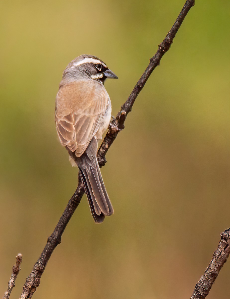 Black-throated Sparrow - ML619265683