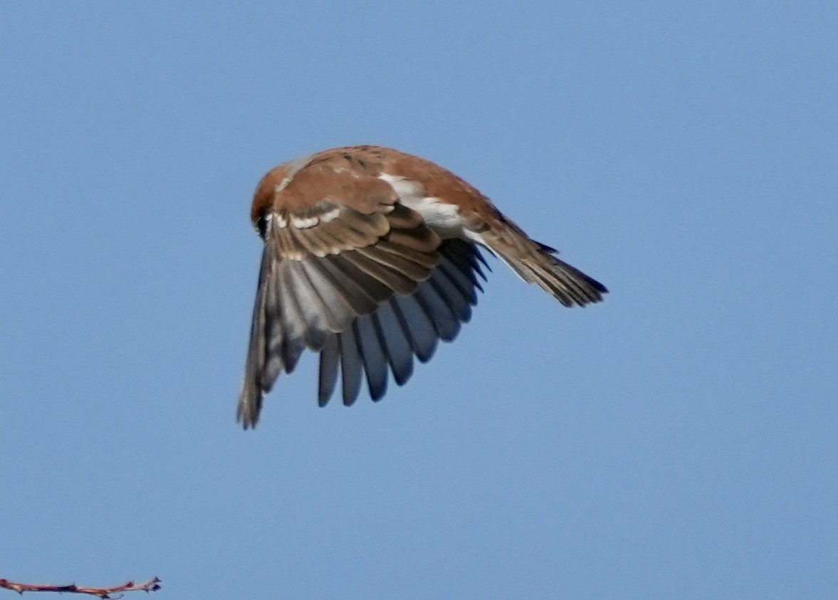Great Rufous Sparrow - ML619265686