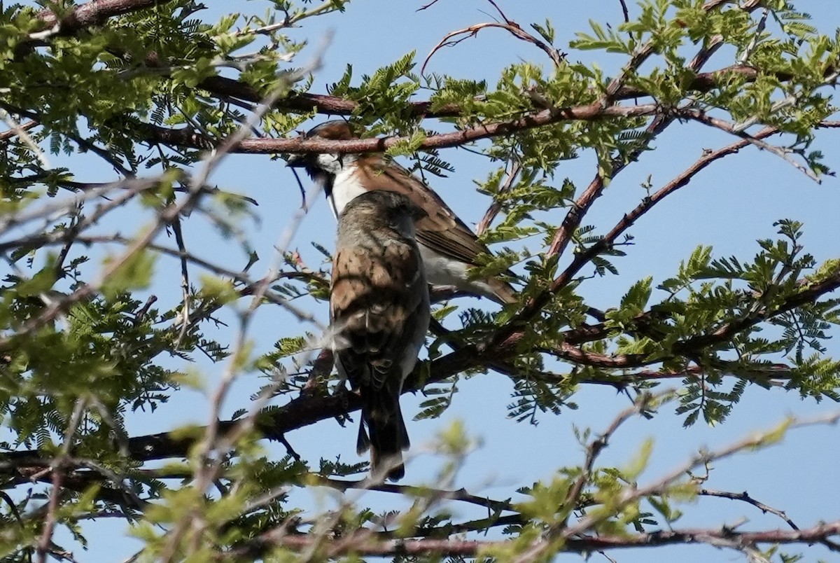 Great Rufous Sparrow - ML619265687