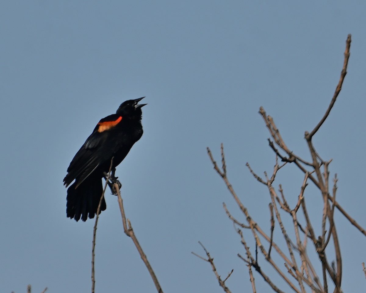 Red-winged Blackbird - ML619265708