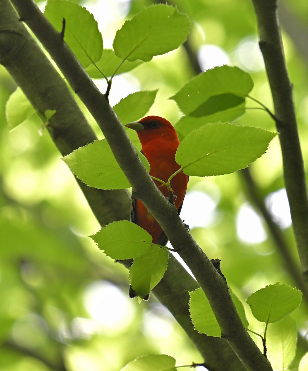 Scarlet Tanager - ML619265711