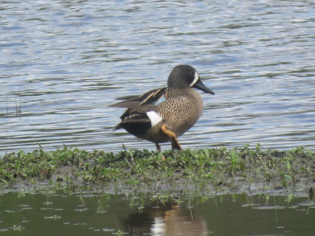 Blue-winged Teal - ML619265742